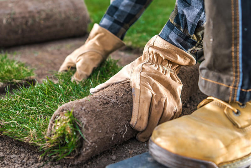 overseeding lawncare